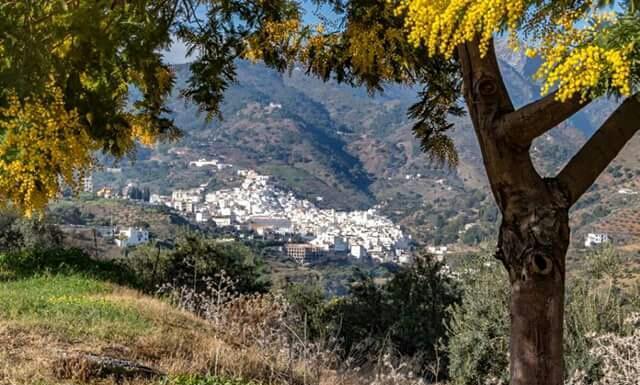 تولوكس Hotel Las Flores المظهر الخارجي الصورة